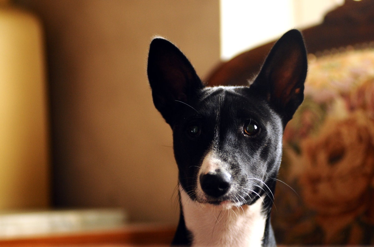 Come velocizzare WordPress: la guida completa Come velocizzare WordPress: la guida completa